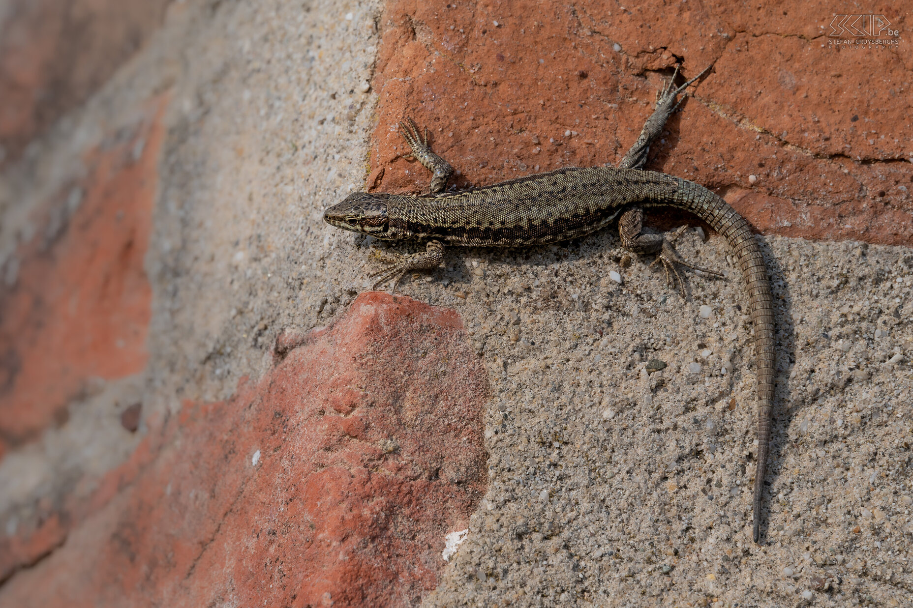 Grinzane Cavour - Muurhagedis De muurhagedis (Podarcis muralis) op de muren van het kasteel van Grinzane Cavour Stefan Cruysberghs